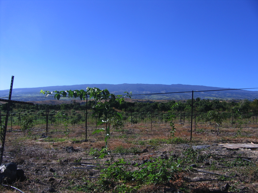 Vue sur le Grand Benare.jpg